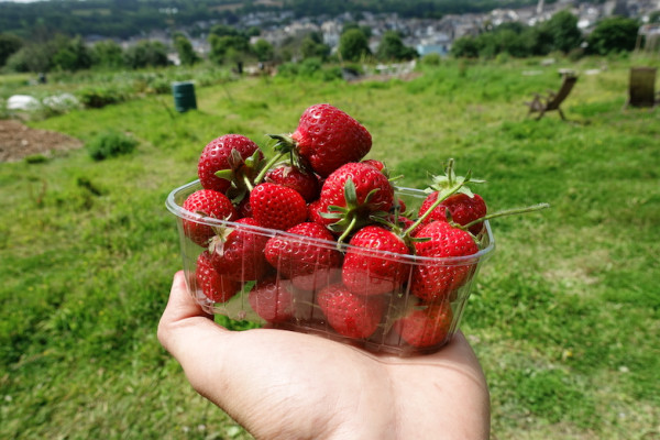 Thumbnail image for Strawberries
