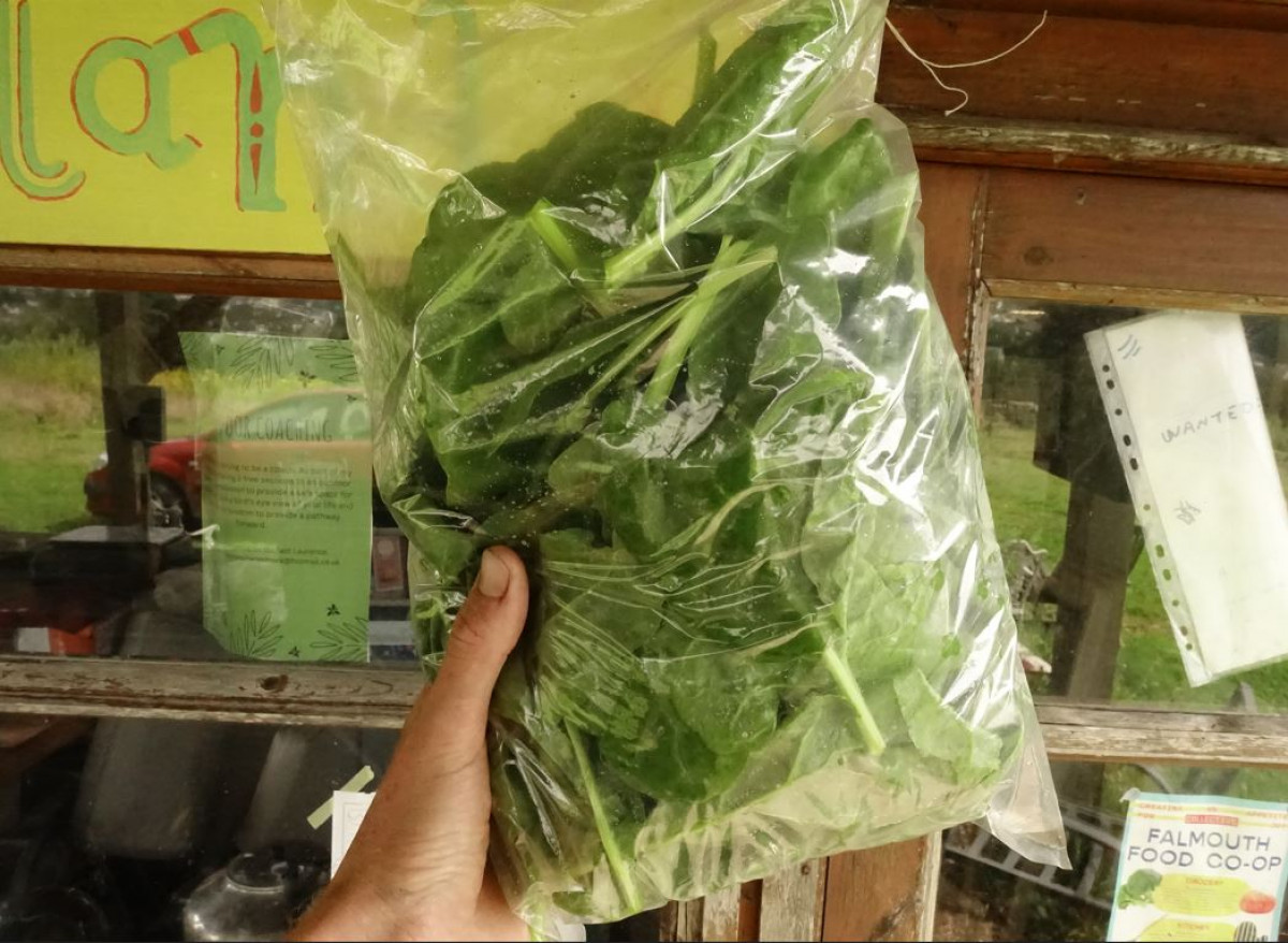 Product picture for Spinach, Perpetual - Family pack