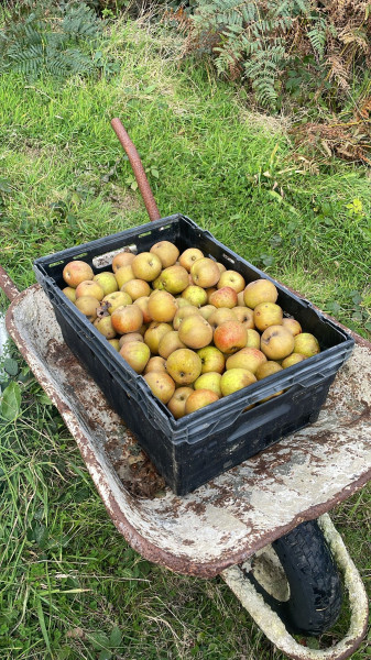 Thumbnail image for Cornish apples, Russets