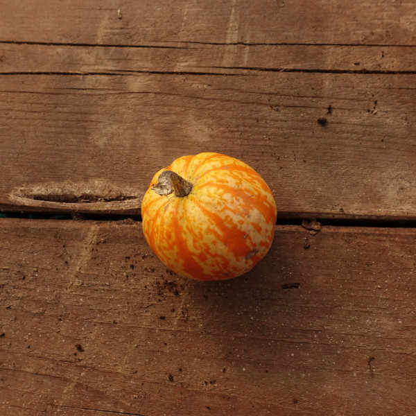 Thumbnail image for Squash, Winter - Celebration