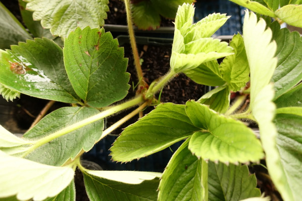 Thumbnail image for Strawberry Plants (Malwina)