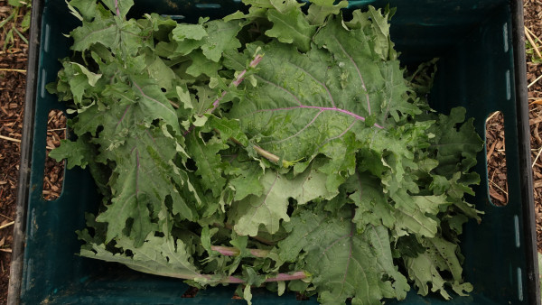 Thumbnail image for Kale, Red Russian Family Pack (500g)