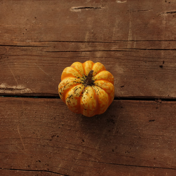 Thumbnail image for Squash, Winter - Celebration