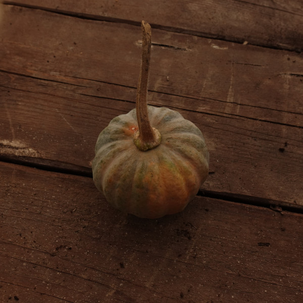Thumbnail image for Squash, Winter - Black Futsu