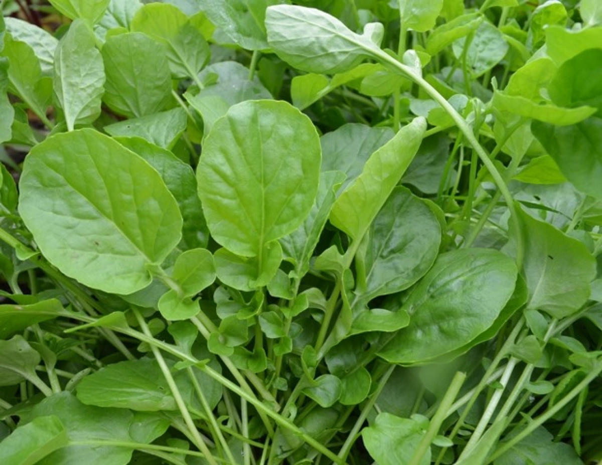 Product picture for Watercress (Landcress)