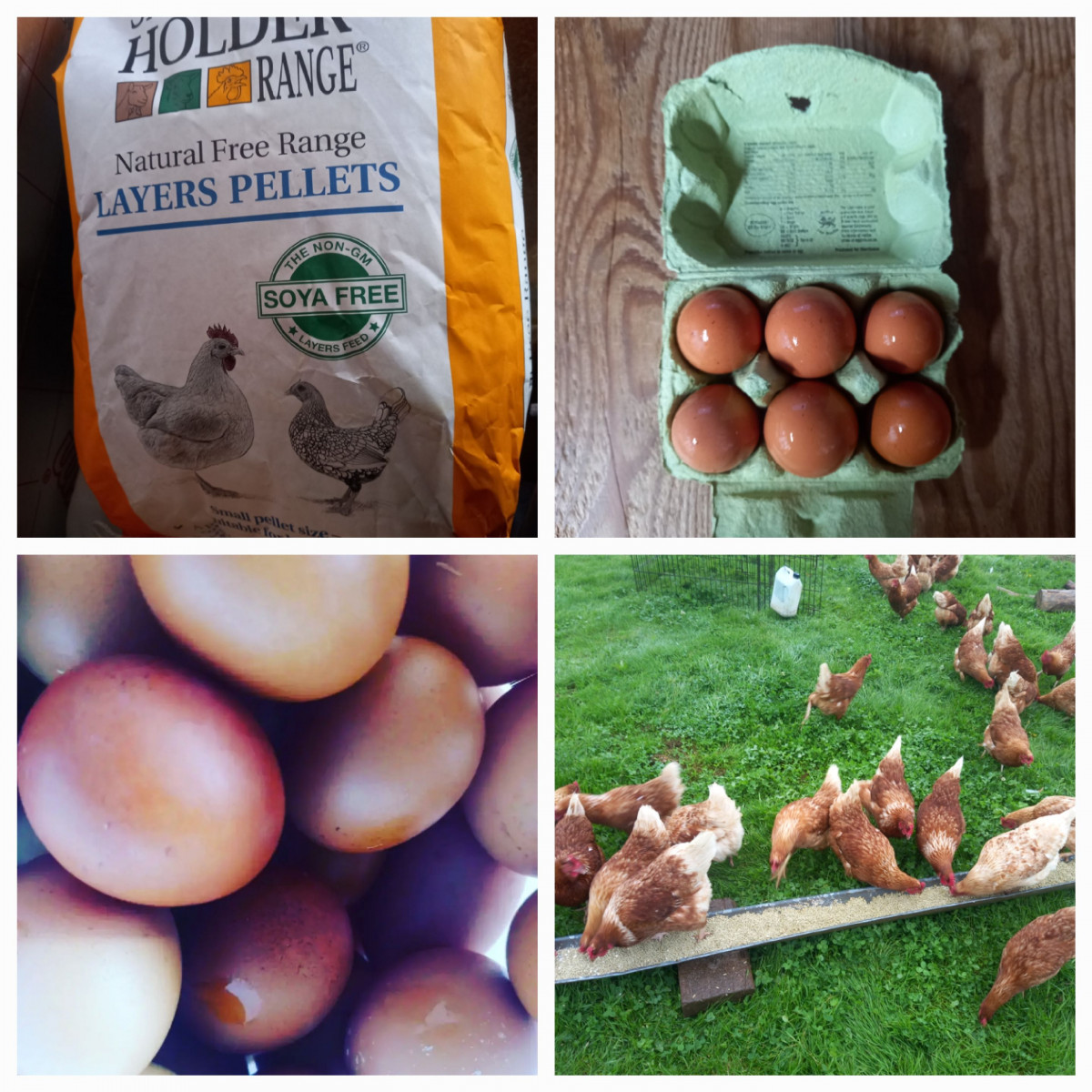 Product picture for Eggs , Hen Eggs(6)