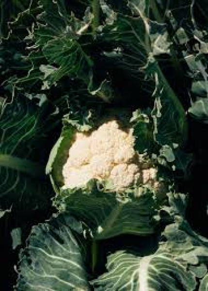 Thumbnail image for Cauliflower