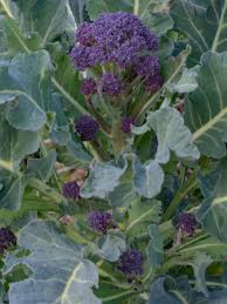 Thumbnail image for Purple sprouting brocoli