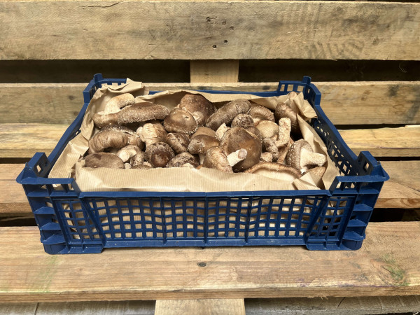 Thumbnail image for Mushrooms, Shiitake
