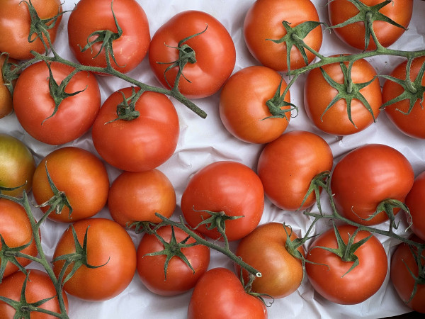 Thumbnail image for Tomatoes Vine