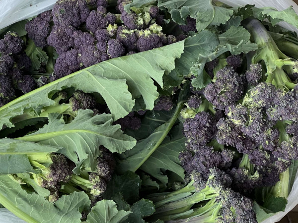 Thumbnail image for Broccoli, Purple Sprouting