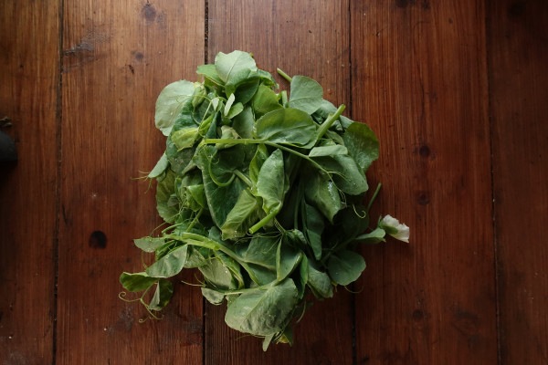 thumbnail image for Pea Shoots