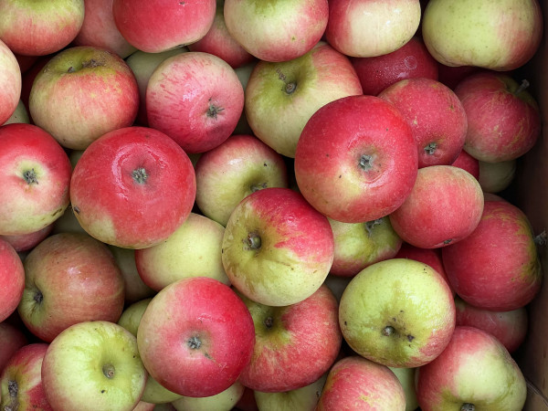 Thumbnail image for Apples, Discovery