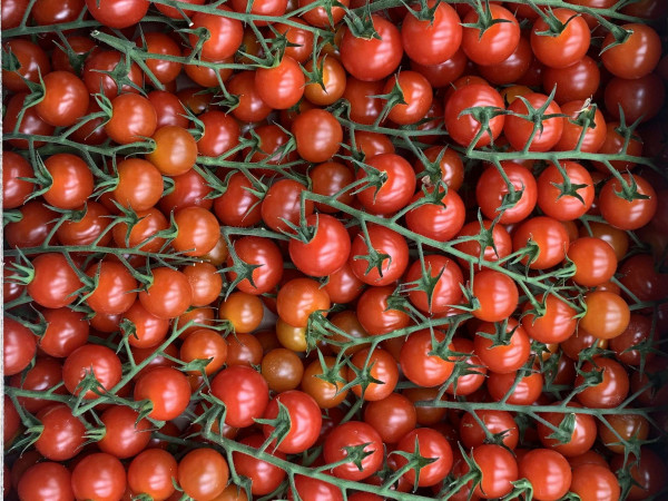 Thumbnail image for Tomatoes, cherry vine - UK