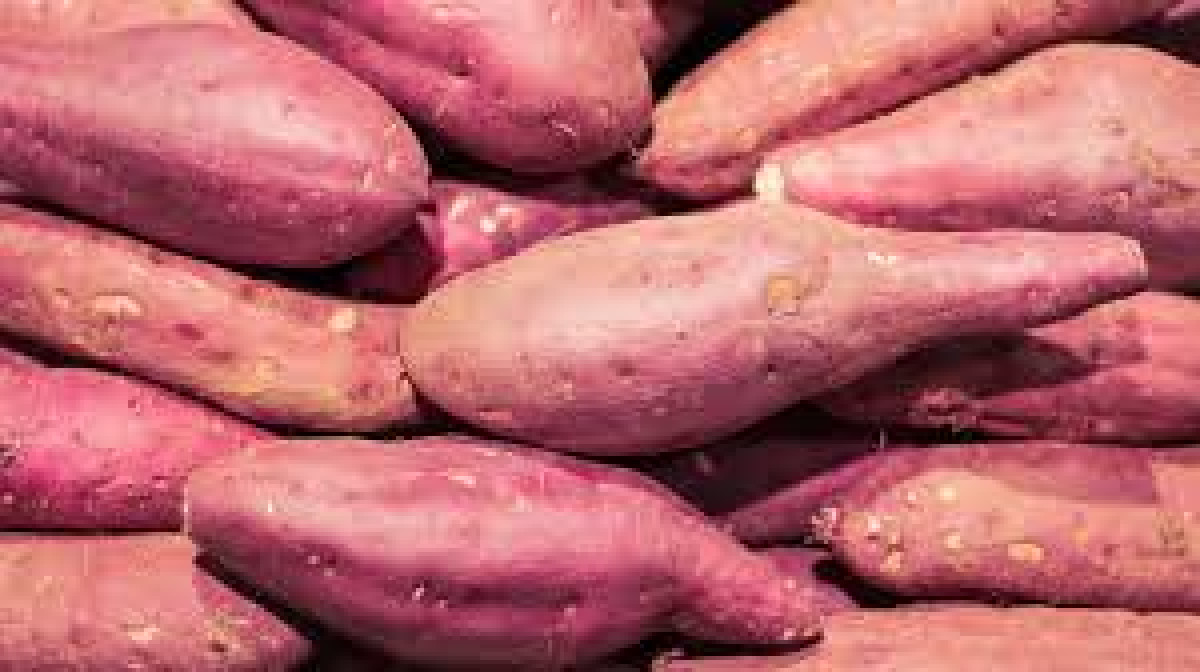Product picture for Sweet potato, white