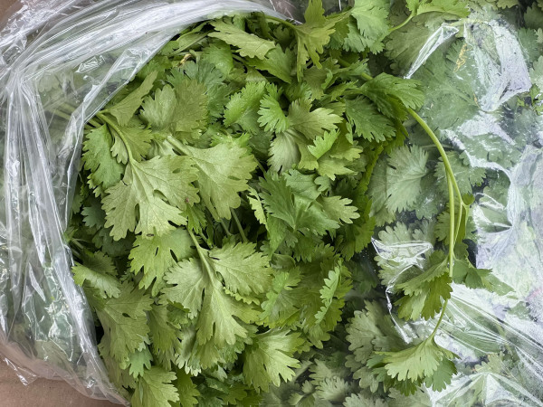 Thumbnail image for Coriander -UK