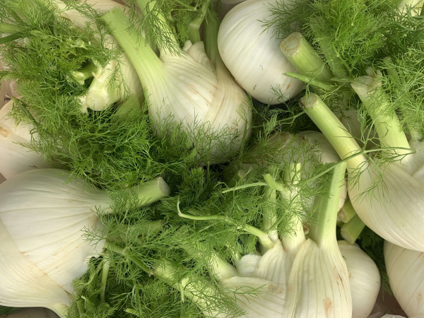 Thumbnail image for Fennel