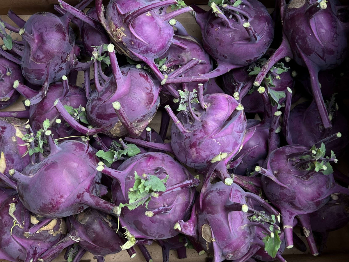 Product picture for Kohl Rabi - UK