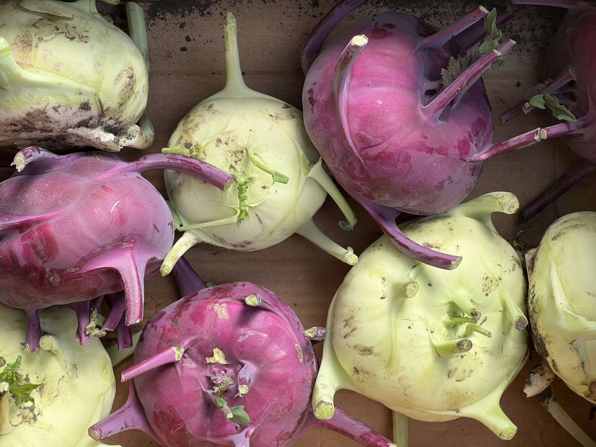 Product picture for Kohl Rabi - UK