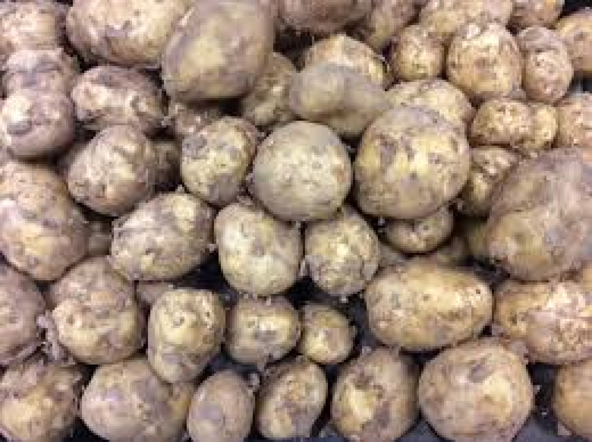Product picture for Potatoes, Cara - UK