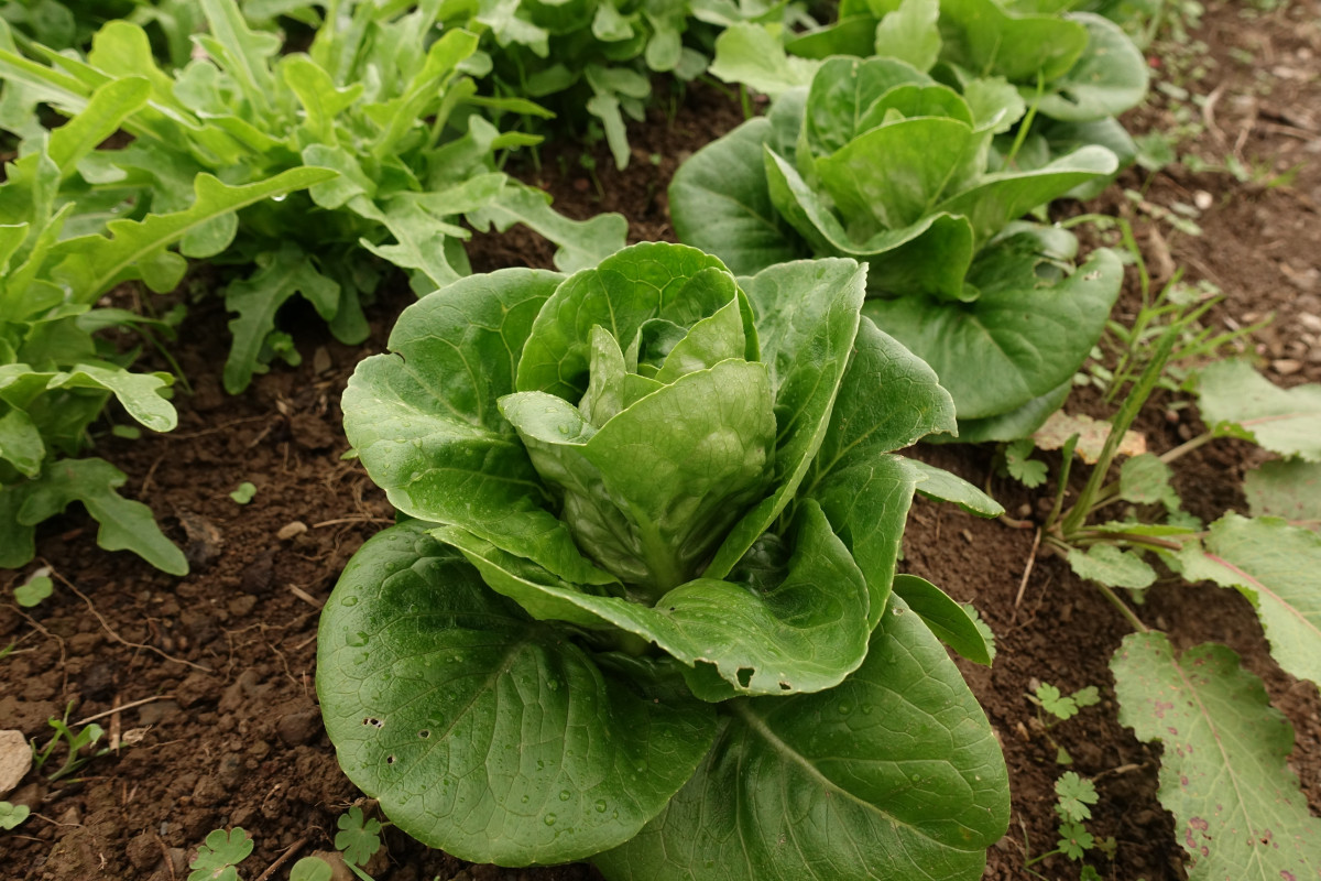 Product picture for Lettuce head, Little Gem
