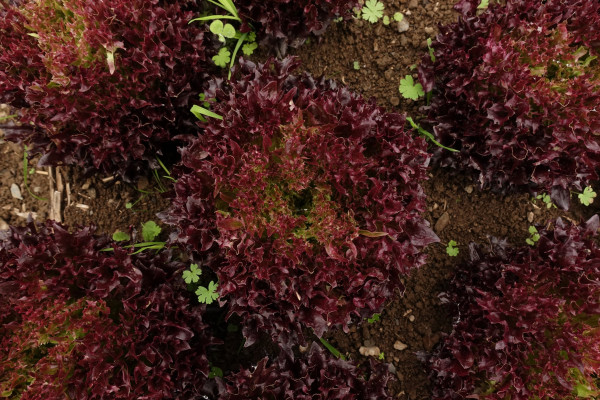 Thumbnail image for Lettuce head, Salanova