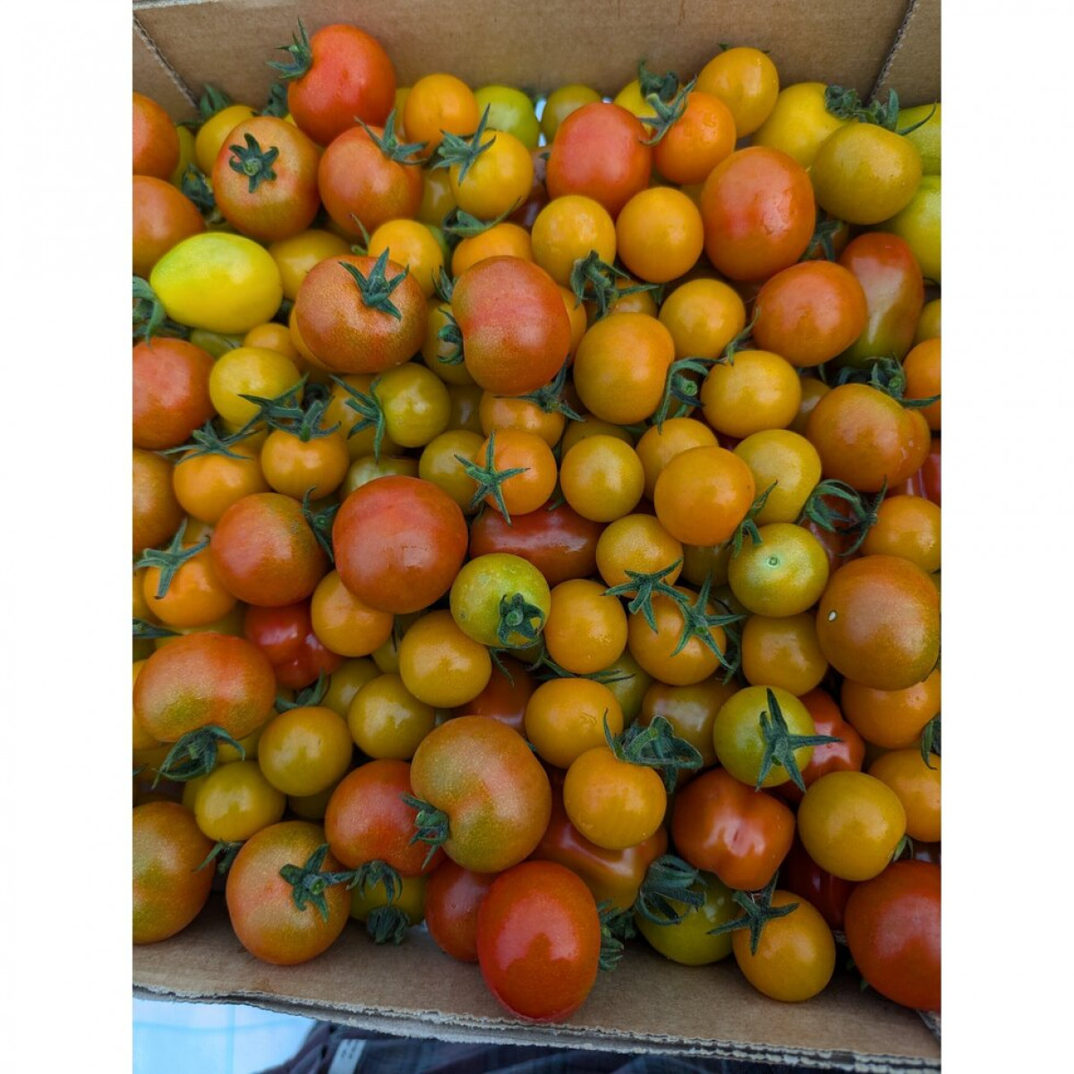 Product picture for Mixed Cherry Tomatoes