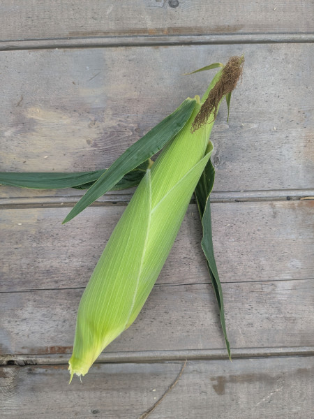 Thumbnail image for Sweet Corn