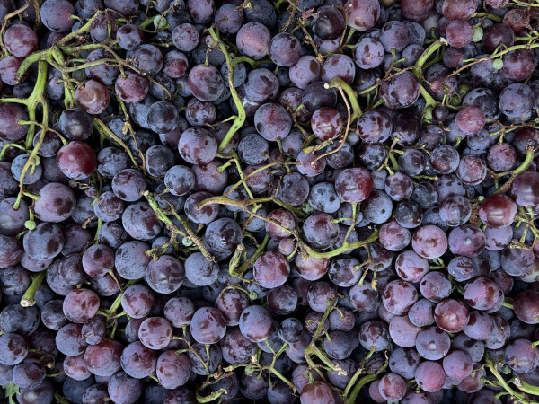 Thumbnail image for Grape- Red Seedless