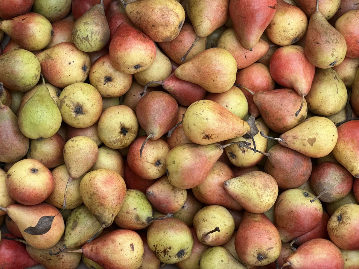 Product picture for Pear, Xenia