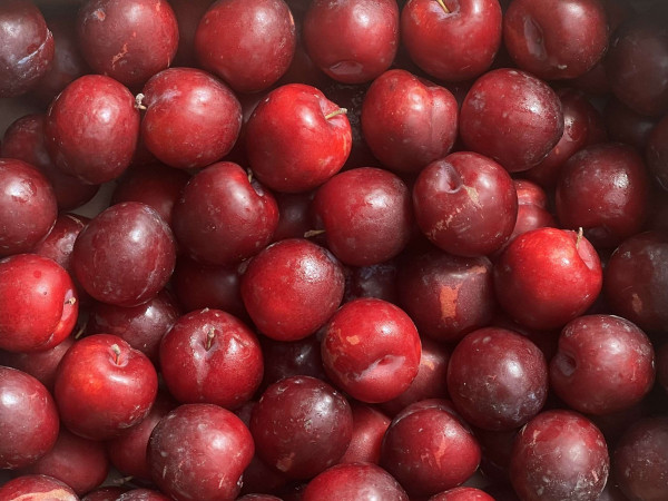 Thumbnail image for Plum, Victoria