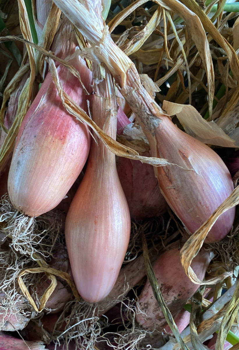 Product picture for Zebrune Shallots