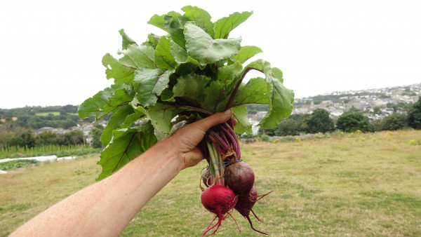 Thumbnail image for Beetroot, bunched