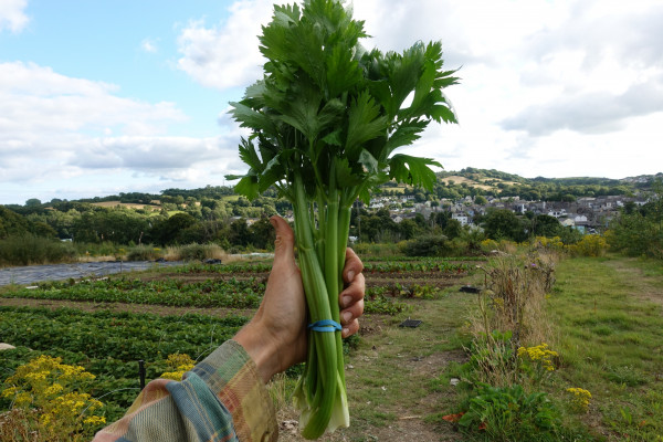 Thumbnail image for Celery