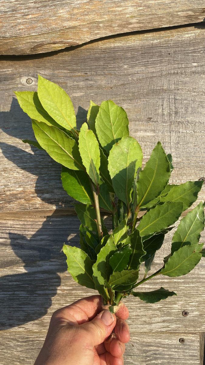 Product picture for Bay Leaves