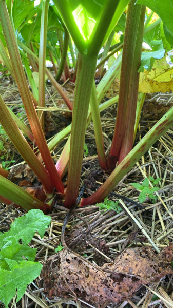 Thumbnail image for Rhubarb