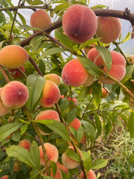 Thumbnail image for Peaches