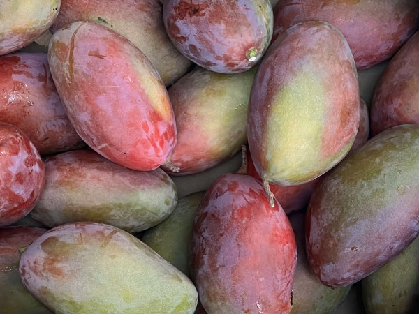Thumbnail image for Mango Osteen
