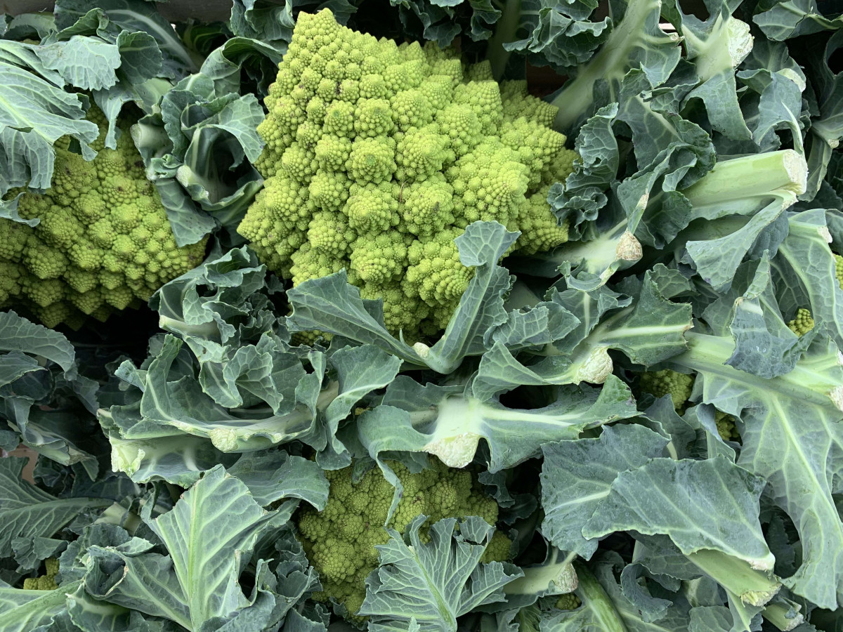 Product picture for Cauliflower Romanesco