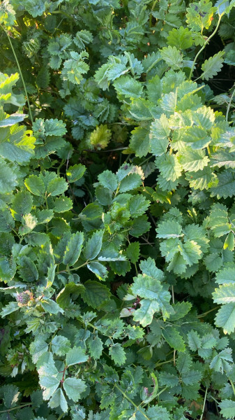 Thumbnail image for Salad Burnet