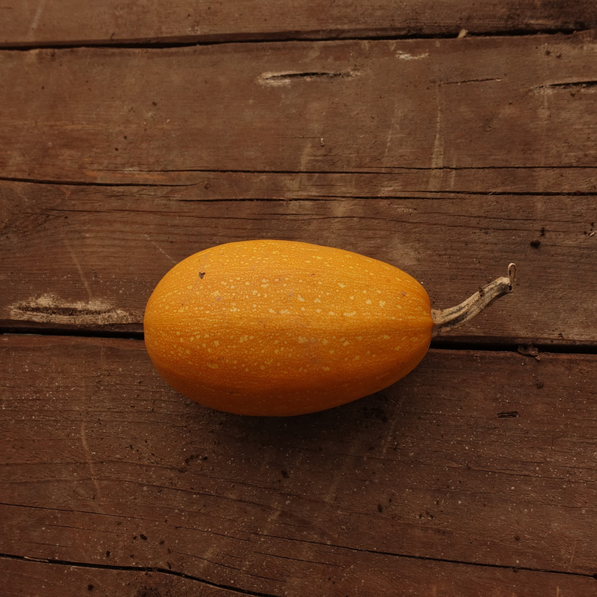 Product picture for Squash, Winter - Spaghetti