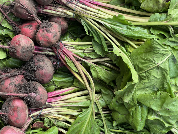Thumbnail image for Beetroot, Bunched - UK