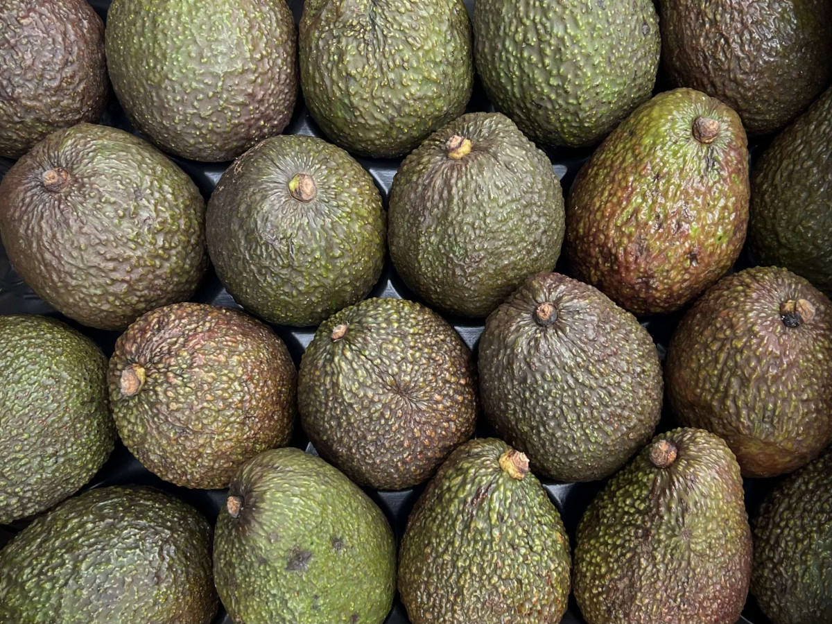 Product picture for Avocado, Hass (LARGE)