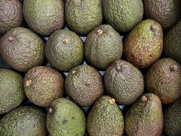 Thumbnail image for Avocado, Hass (LARGE)