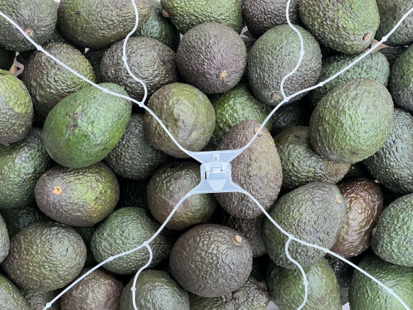 Thumbnail image for Avocado - Hass