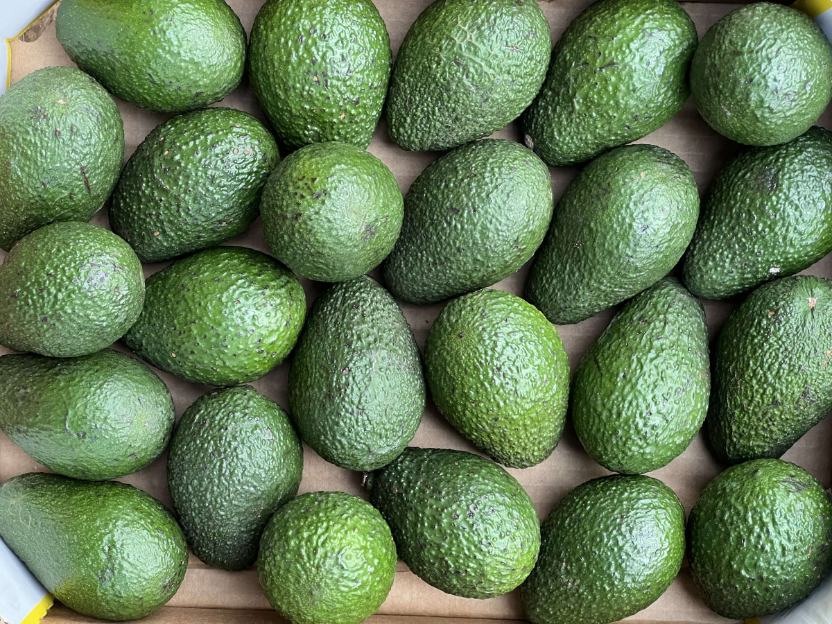 Product picture for Avocado