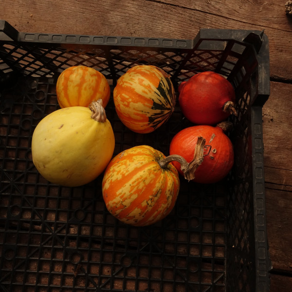 Thumbnail image for Squash mini Mix