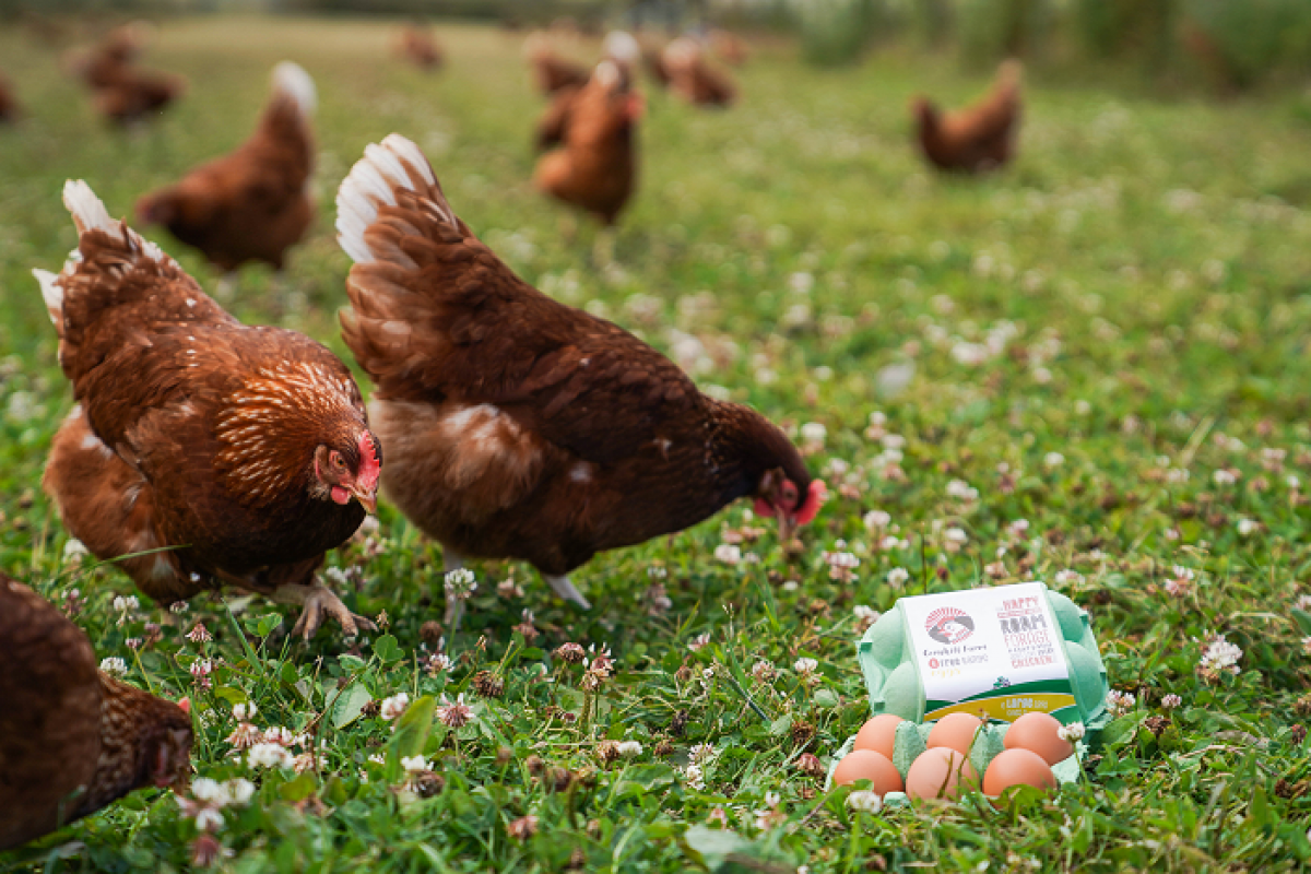 Product picture for Free Range Eggs - 1 dozen eggs