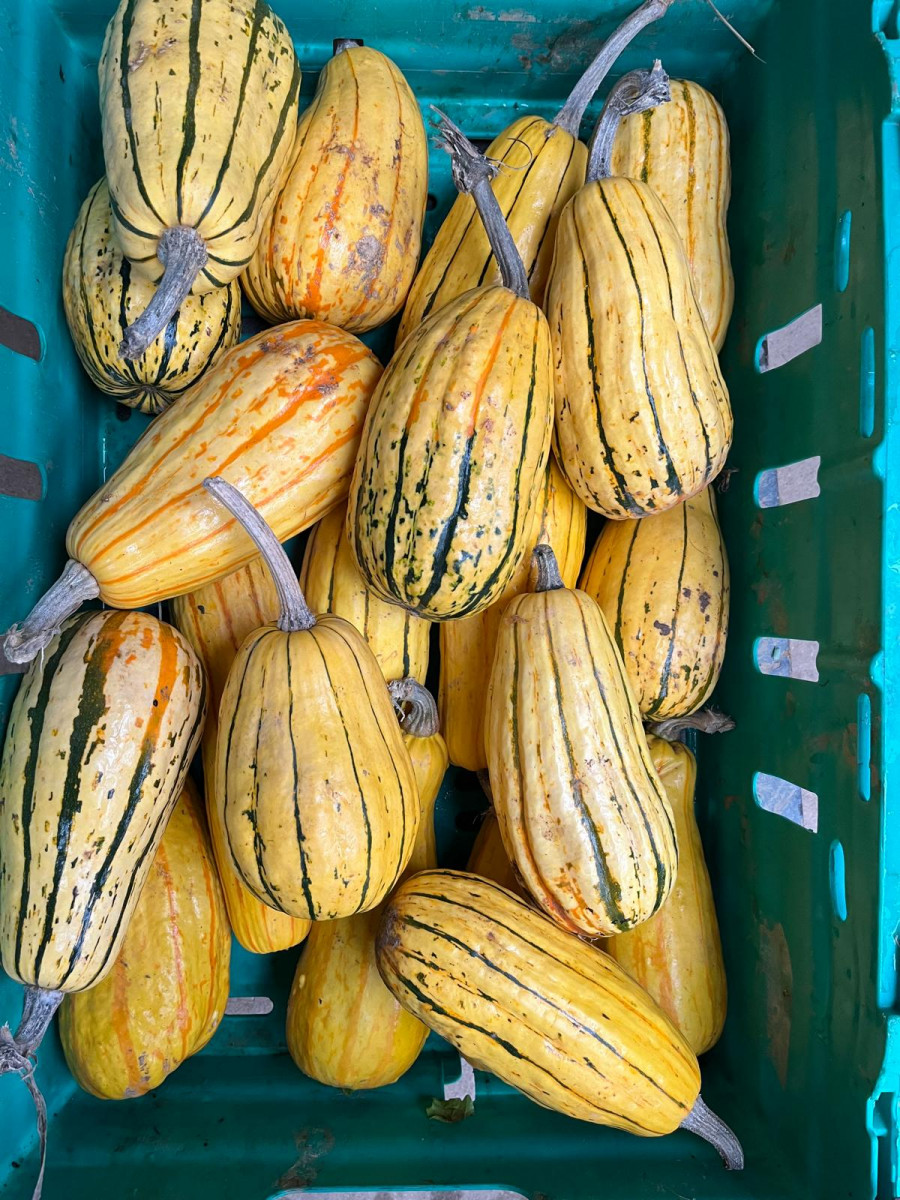 Product picture for Delicata Squash -