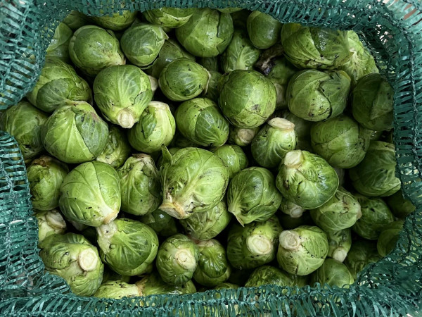 Thumbnail image for Sprouts